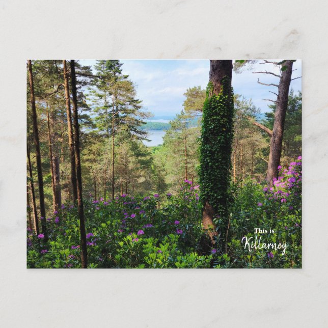 Cartão Postal Killarney Espetacular - Irlanda (Frente)