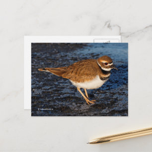 Cartão Postal Killdeer Shorebird em Icy Mudflats