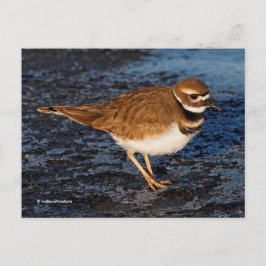 Cartão Postal Killdeer Shorebird em Icy Mudflats