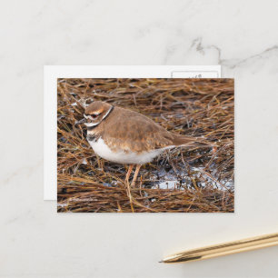 Cartão Postal Killdeer Shorebird em lama Congelando