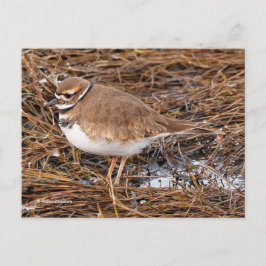 Cartão Postal Killdeer Shorebird em lama Congelando