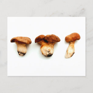 Cartão Postal King oyster mushroom