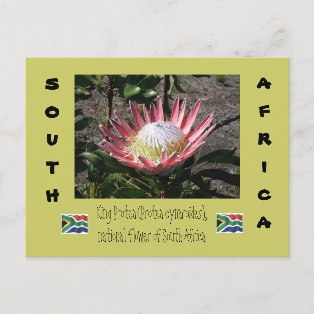 Cartão Postal King Protea (Frente)