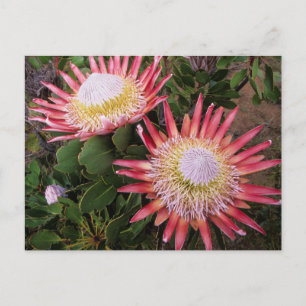 Cartão Postal King Protea (Protea Cynaroides), Helderberg