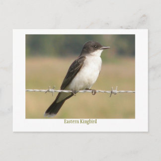 Cartão Postal Kingbird oriental