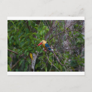 Cartão Postal Kingfisher