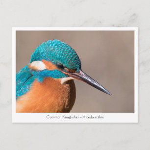 Cartão Postal Kingfisher Nature Photo