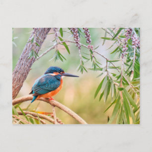 Cartão Postal Kingfisher Perch no Branch