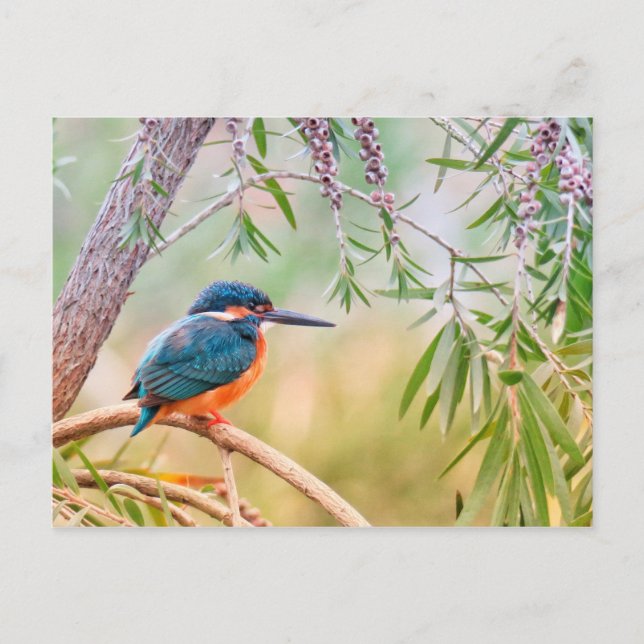 Cartão Postal Kingfisher Perch no Branch (Frente)
