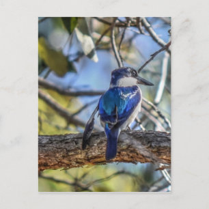 CARTÃO POSTAL KINGFISHER RURAL QUEENSLAND AUSTRÁLIA