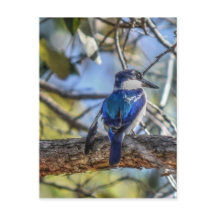 KINGFISHER RURAL QUEENSLAND AUSTRÁLIA