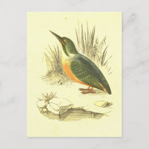 Cartão Postal Kingfisher Vintage Bird Lithógrafo