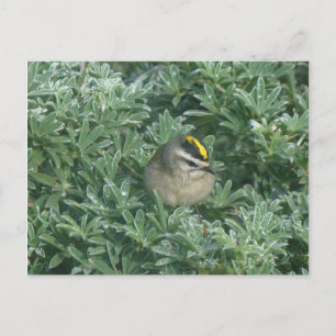 Cartão postal Kinglet 1 com ouro coroado