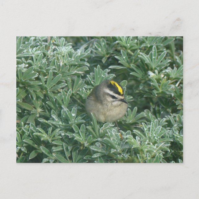 Cartão postal Kinglet 1 com ouro coroado (Frente)