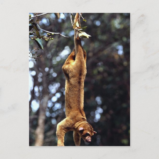 Cartão Postal Kinkajou (Potos flavus) (Frente)