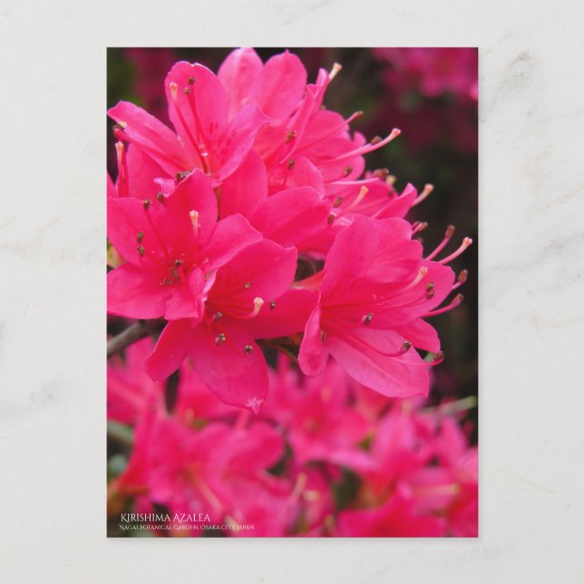Cartão Postal Kirishima Azalea (Frente)