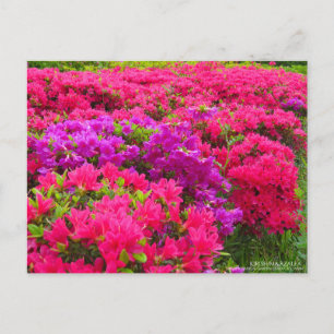 Cartão Postal Kirishima Azalea: Cartão-postal