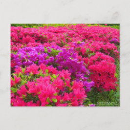 Cartão Postal Kirishima Azalea: Cartão-postal