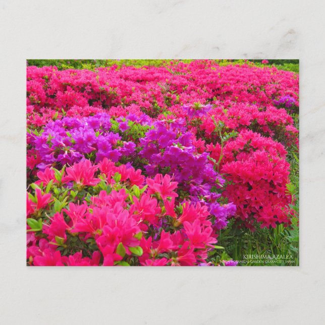 Cartão Postal Kirishima Azalea: Cartão-postal (Frente)