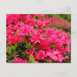 Cartão Postal Kirishima Azalea [Cartão-postal]