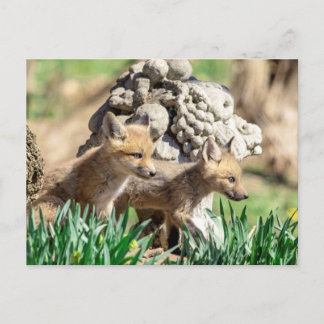 Cartão Postal Kits Fox no Vale do Hudson