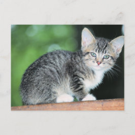 Cartão Postal Kitten
