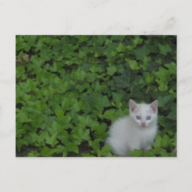 Cartão Postal Kitten (Frente)