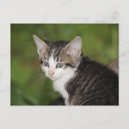 Cartão Postal Kitten