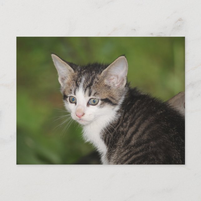 Cartão Postal Kitten (Frente)