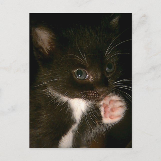 Cartão postal Kitten (Frente)