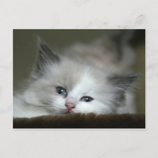 Cartão Postal Kitten