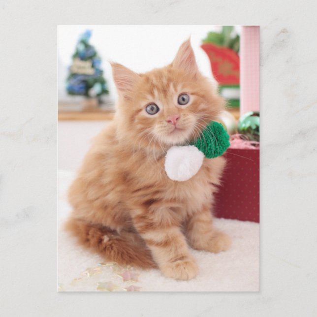 Cartão Postal Kitten (Frente)