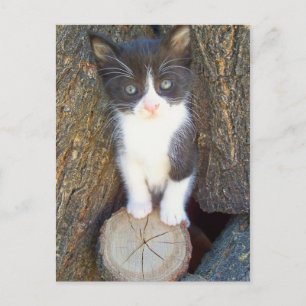 Cartão Postal Kitten 2
