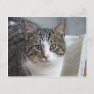 Cartão Postal Kitten Close (Fechar)