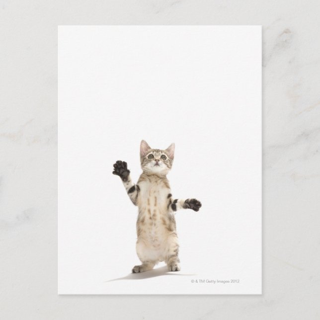 Cartão Postal Kitten com fundo branco (Frente)