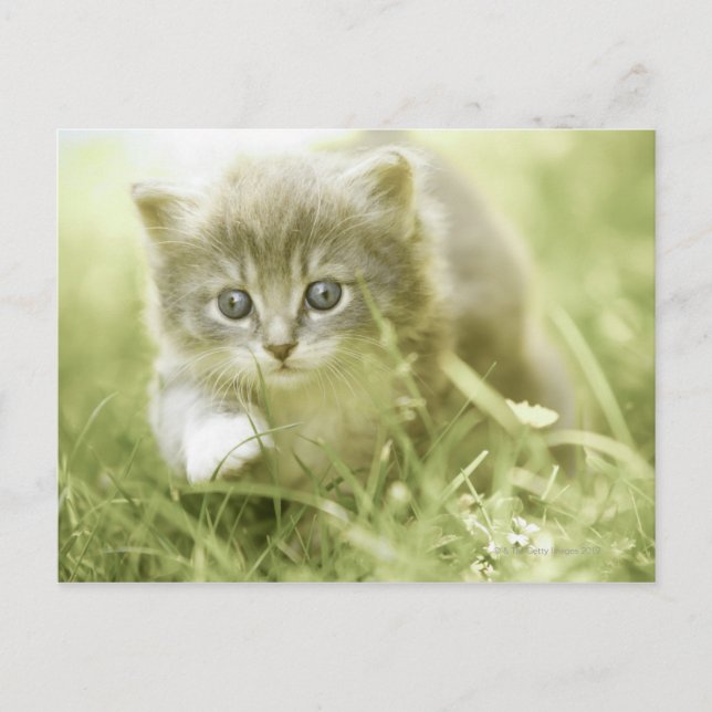 Cartão Postal Kitten dando passos na grama (Frente)
