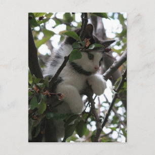 Cartão Postal Kitten em um Cartão-Postal de Árvore