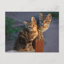 Cartão Postal Kitten Friends
