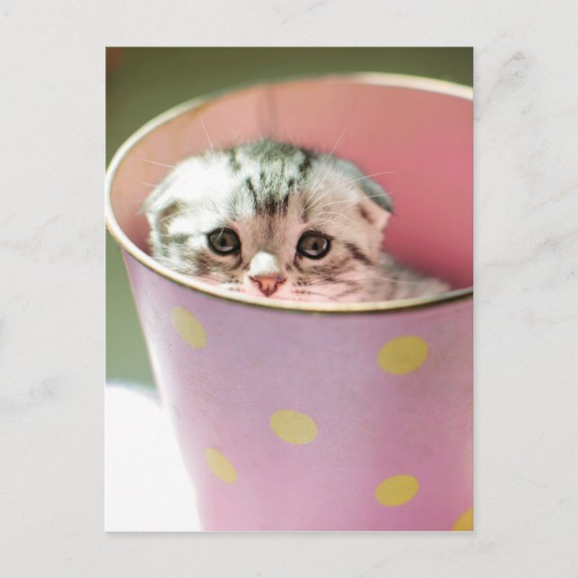 Cartão Postal Kitten Hiding (Frente)