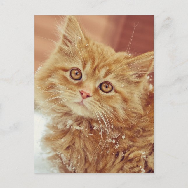 Cartão Postal Kitten na neve (Frente)