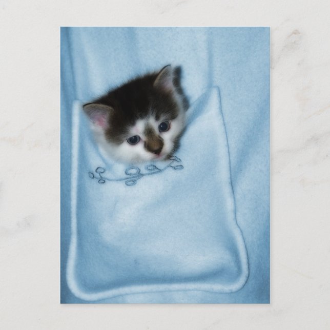 Cartão Postal Kitten no bolso (Frente)