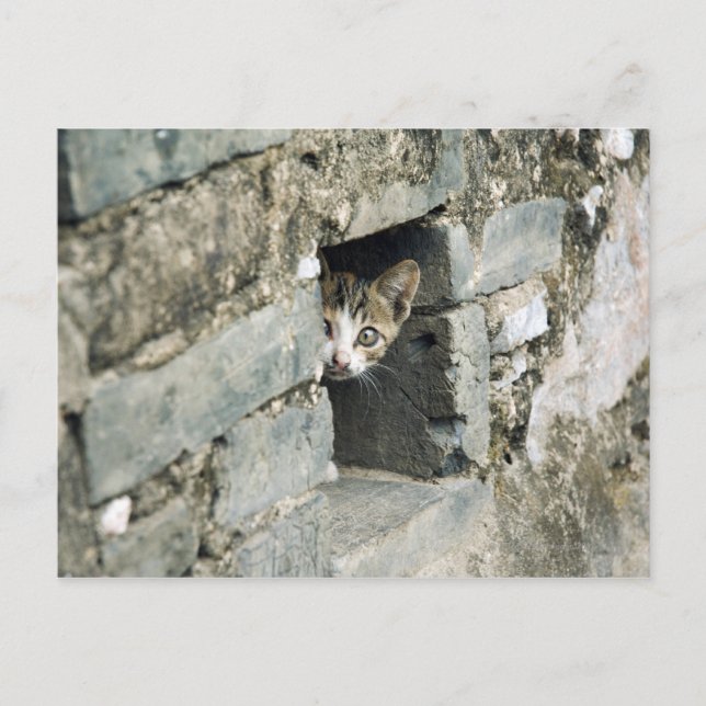 Cartão Postal Kitten Peeking out of Wall, Yangshuo, Guangxi (Frente)