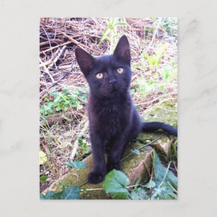 Cartão Postal Kitten Preto