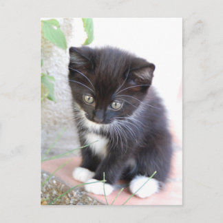Cartão Postal Kitten Preto e Branco