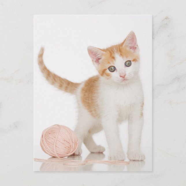 Cartão Postal Kitten Próximo A Bola De Corda (Frente)