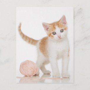 Cartão Postal Kitten Próximo A Bola De Corda