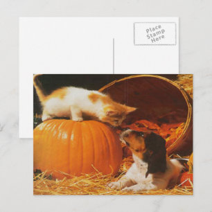 Cartão Postal Kitten, Pumpkin e Puppy