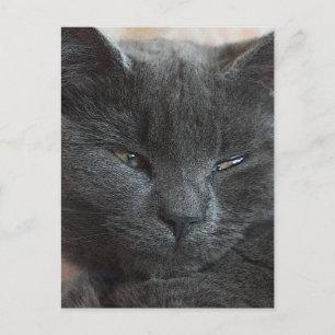 Cartão Postal Kitten Relaxado