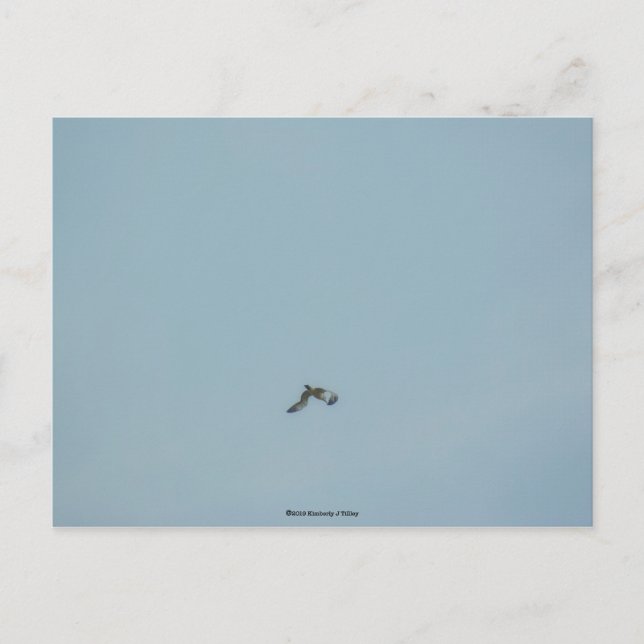 Cartão Postal Kittiwake de pernas pretas (Frente)