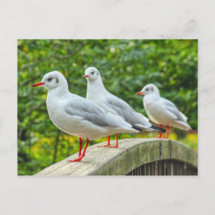 Cartão Postal Kittiwakes com Pernas Vermelhas